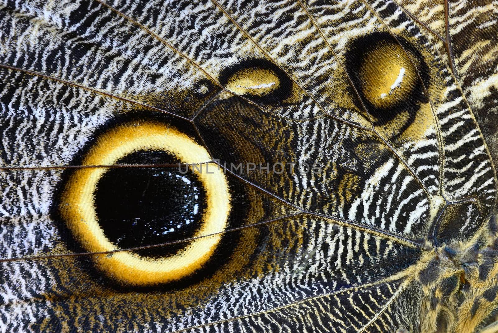 Detail of Morpho tropical butterfy wing with eye spots