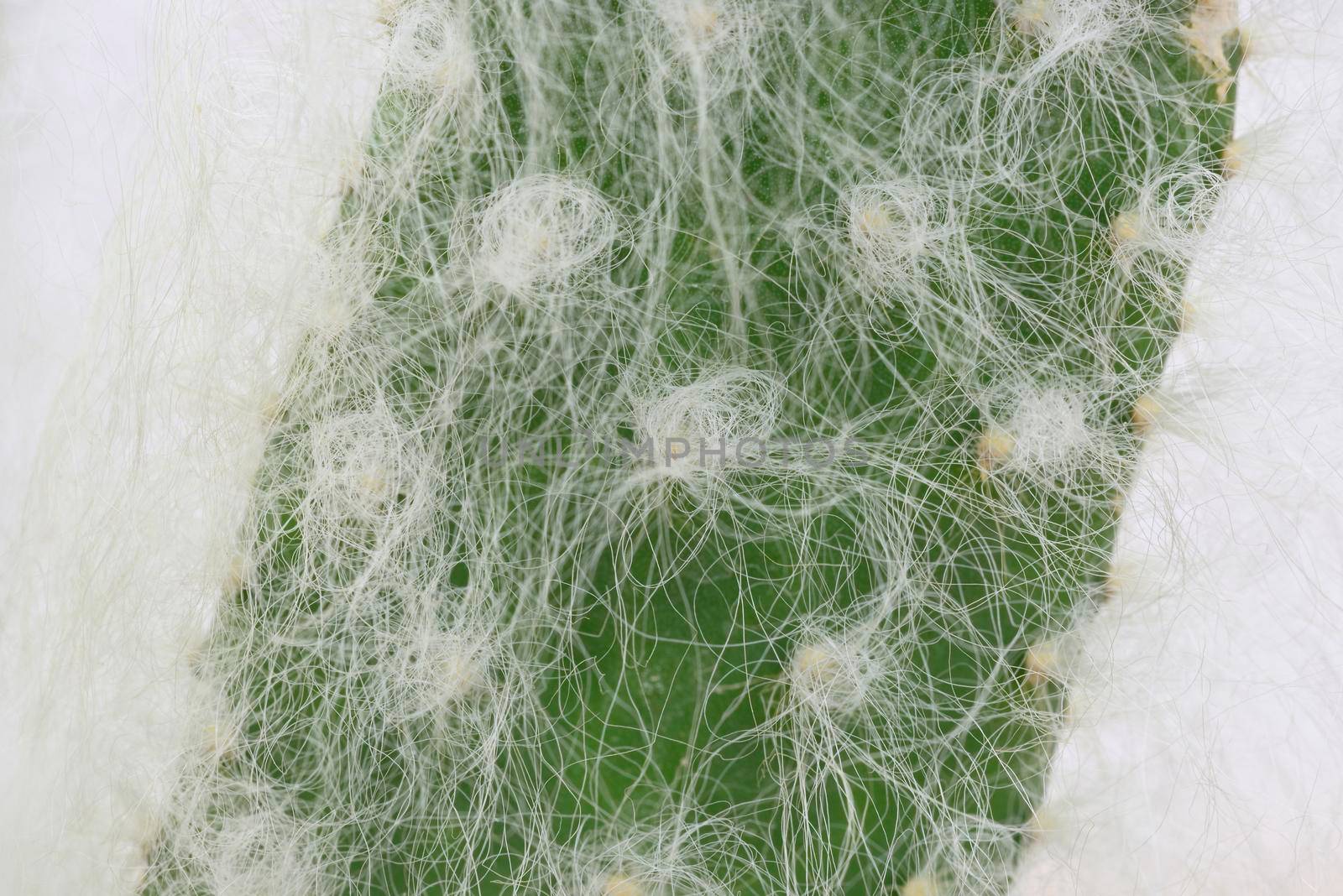 Detail of white hair on succulent plant by AlessandroZocc