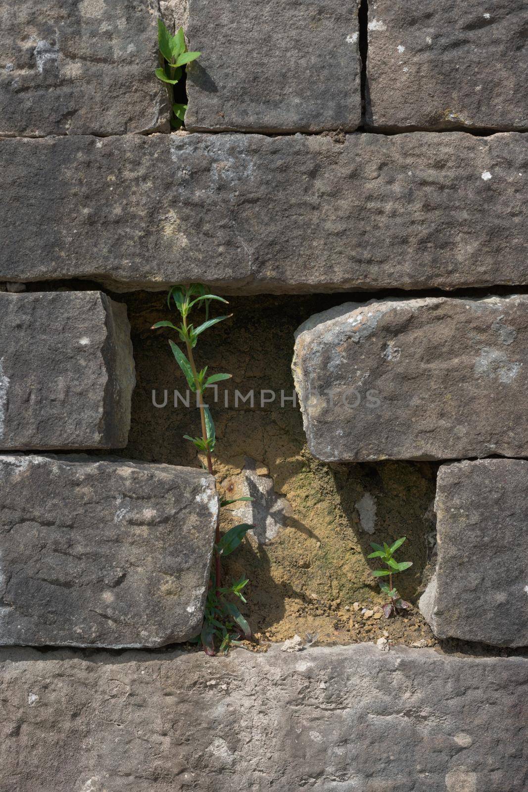 Bright vertical image of plants growing between the bricks of a grey wall. Sunny summer scene, with the sun baking the wall and helping the plants.