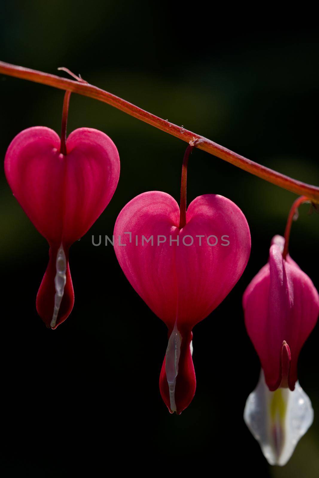 Vertical close up macro image of vibrant pink bleeding heart flowers. 3 heart shaped inflorescence hang like pendulums from the plant stem, Back lit