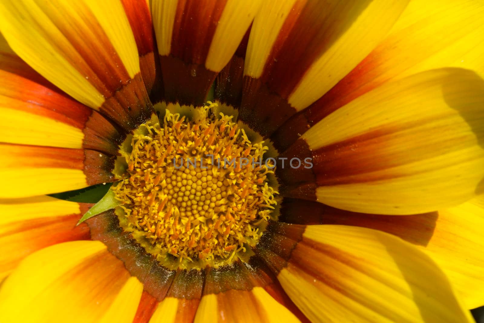 Close up of treasure flower, Gazania rigens, plant in the family Asteraceae, native to southern Africa.
