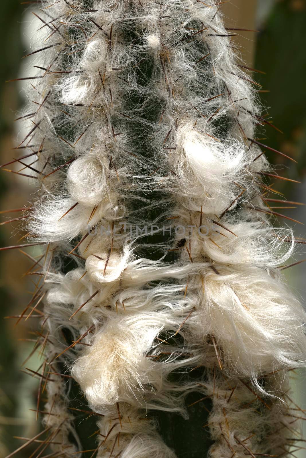 Detail of old man cactus beard growing around thorns