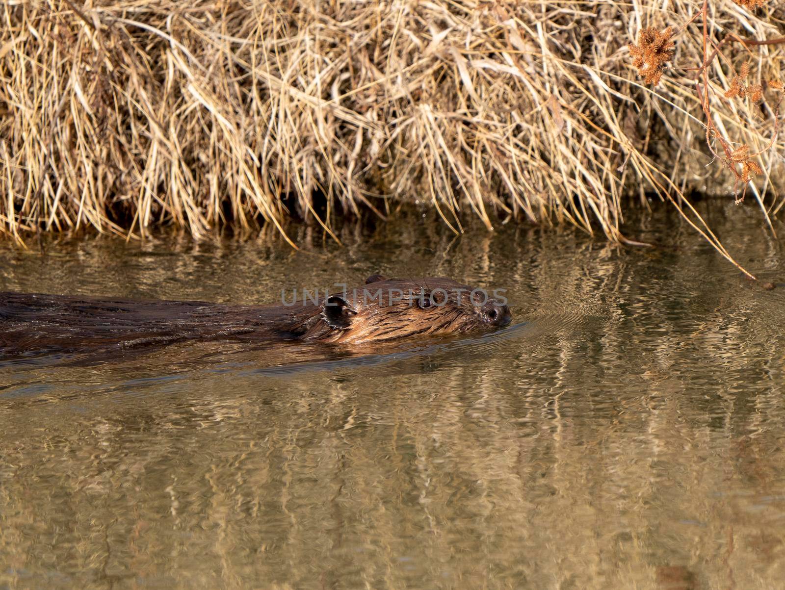 Beaver in Spring Canada Saskatchewan busy working