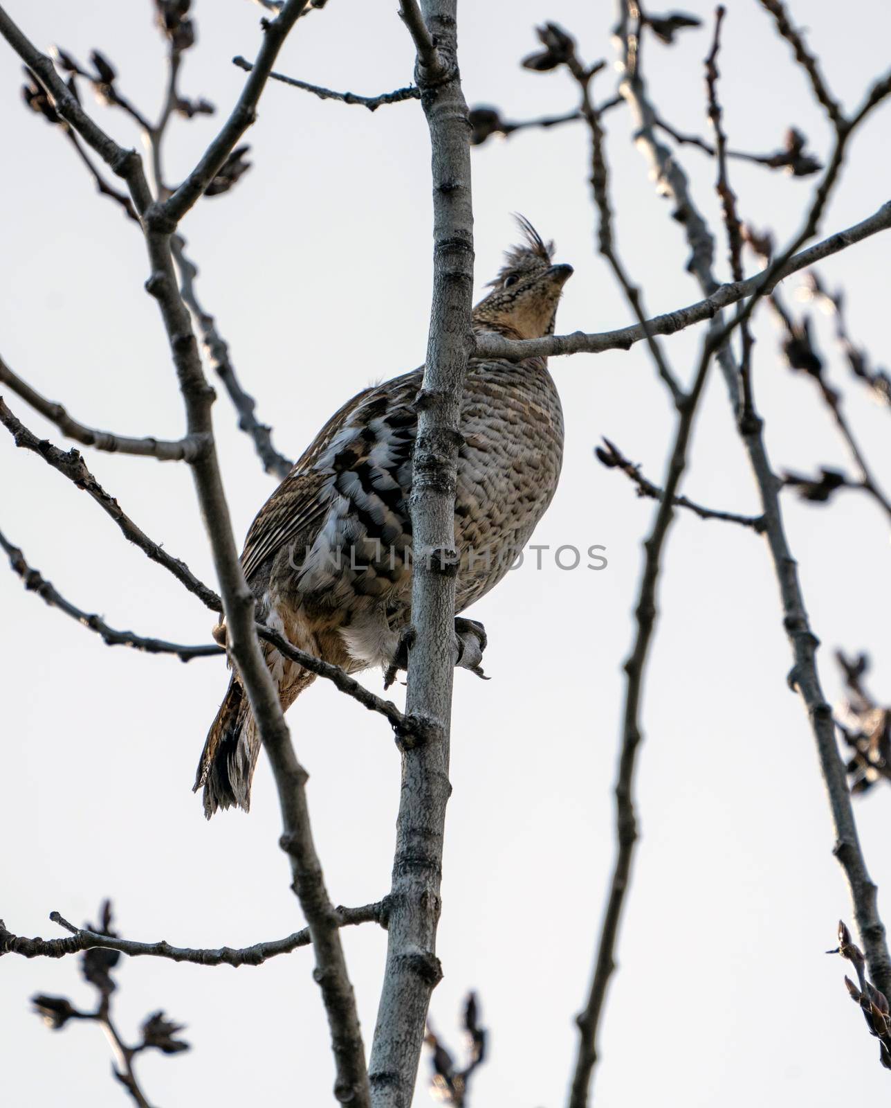 Spruce Grouse in Tree by pictureguy