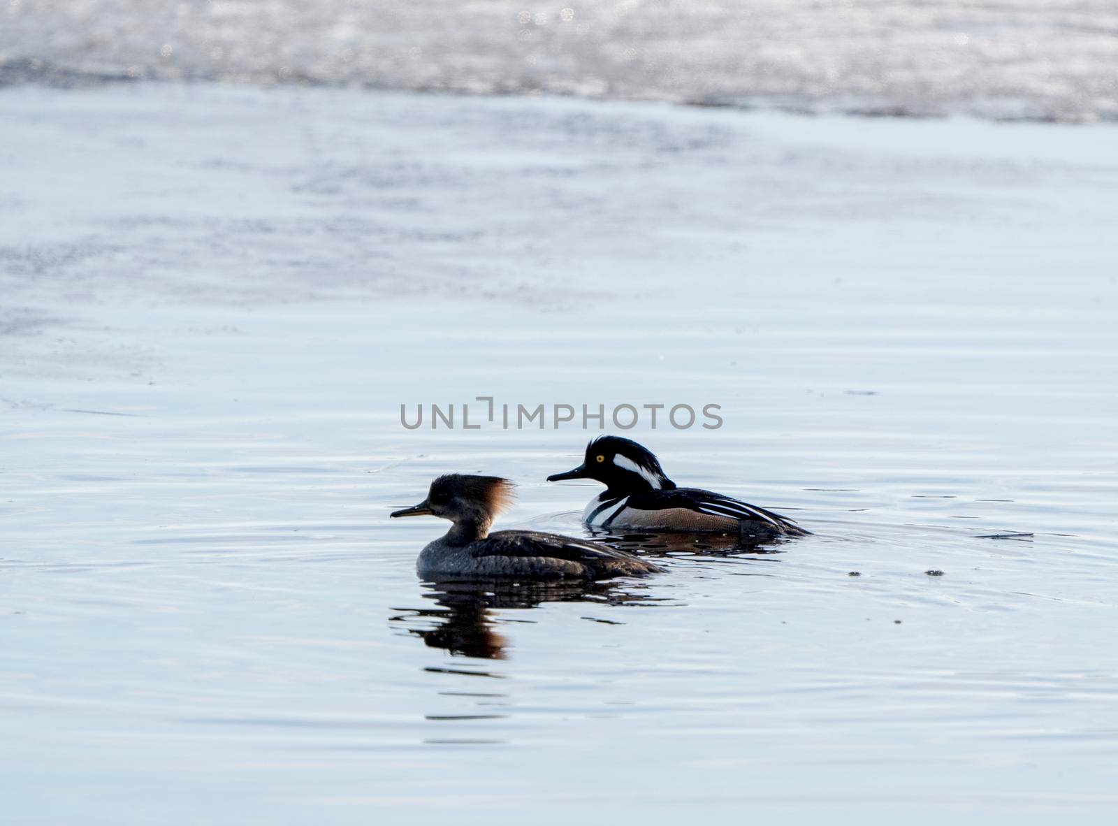 Hooded Merganser Ducks in Northern Saskatchewan Canada