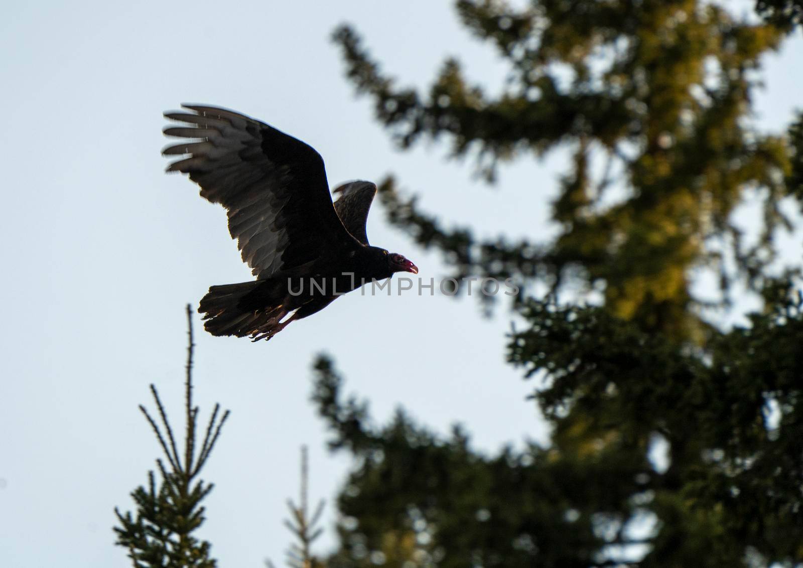 Turkey Vullture in Flight in Northern Saskatchewan Canada