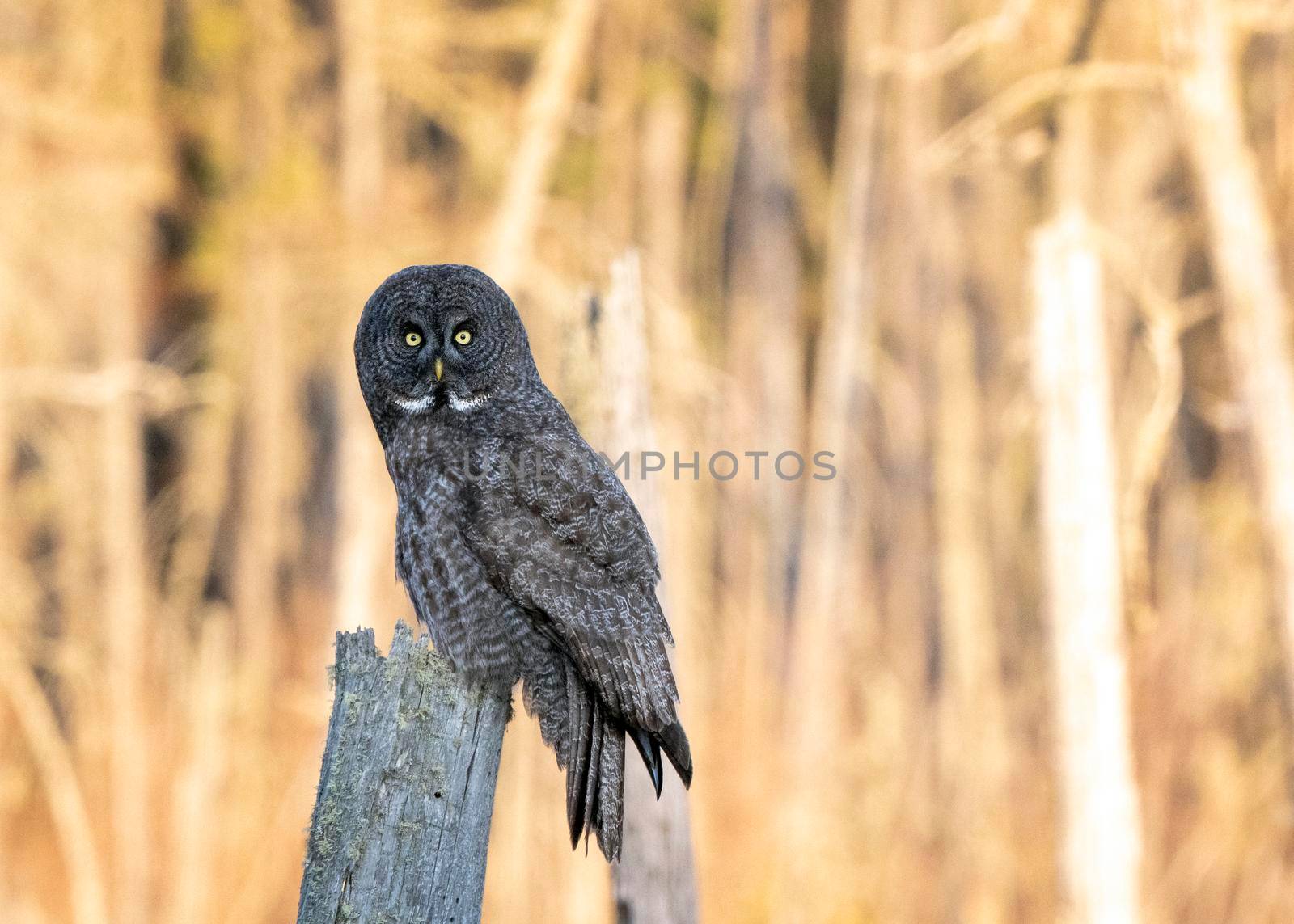 Great Grey Owl Saskatchewan perched in Dead Tree