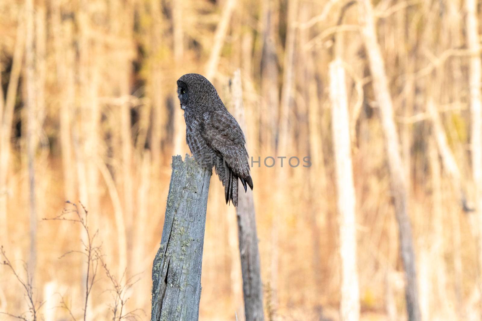 Great Grey Owl Saskatchewan perched in Dead Tree