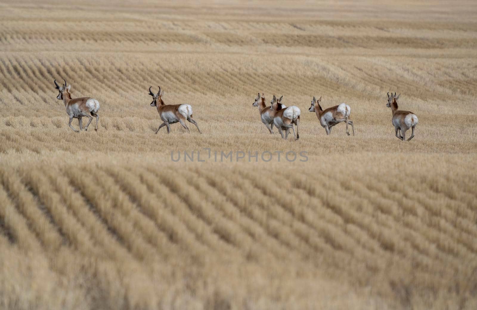 Pronghorn Antelope Saskatchewan in Springtime Farmers field