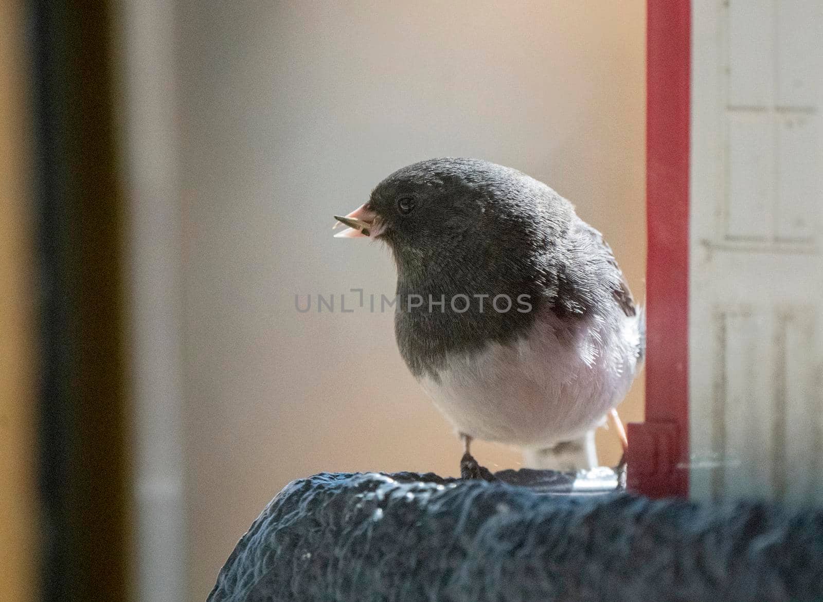 Wild Songbird at Feeder in Saskatchewan Canada