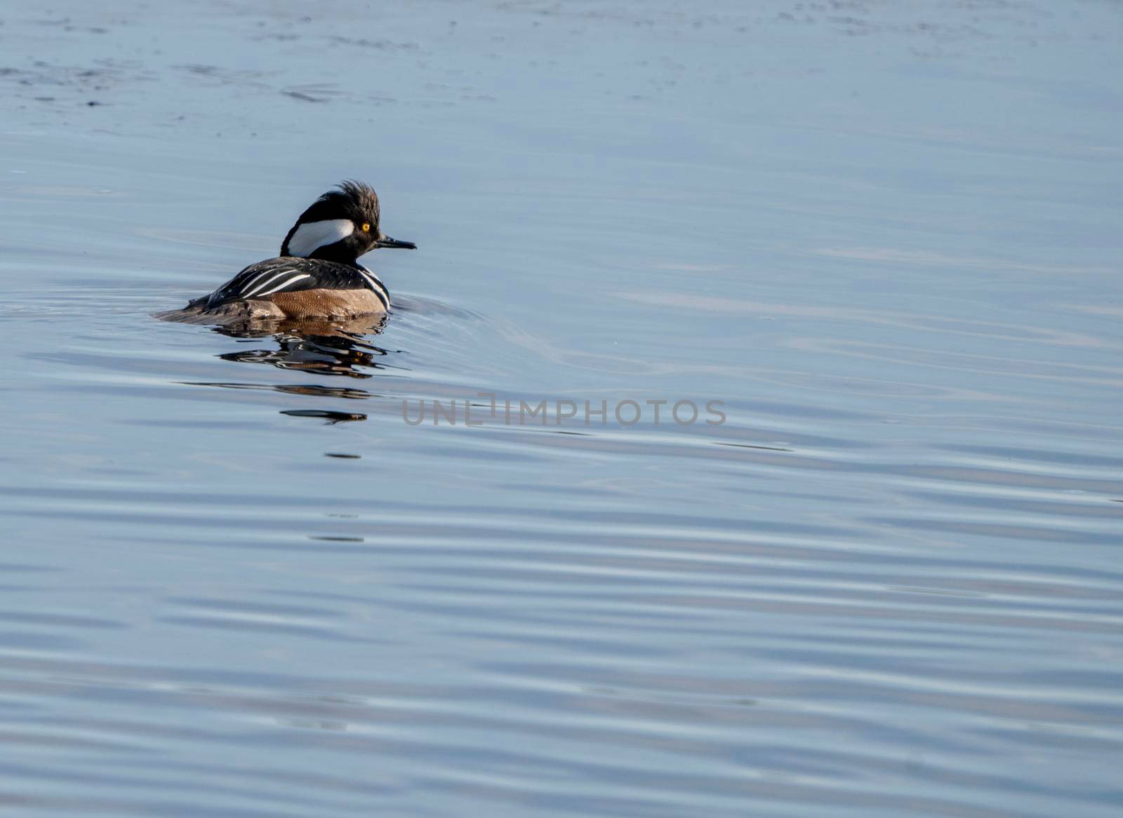 Hooded Merganser Ducks in Northern Saskatchewan Canada