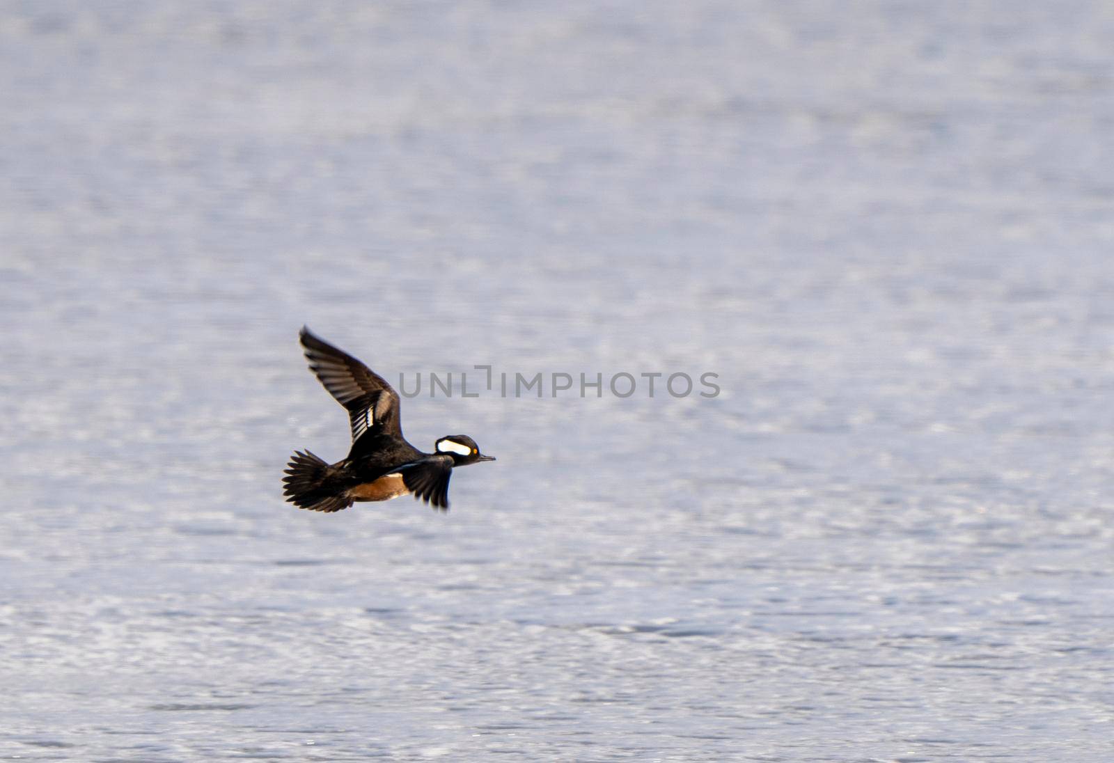 Hooded Merganser Ducks in Northern Saskatchewan Canada