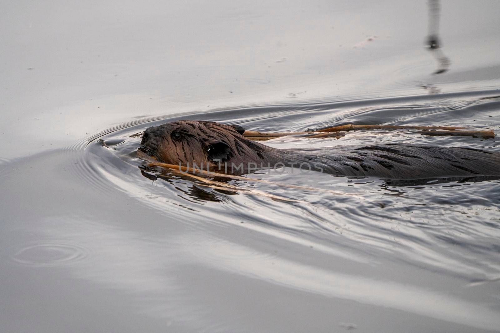 Beaver in Spring Canada Saskatchewan busy working