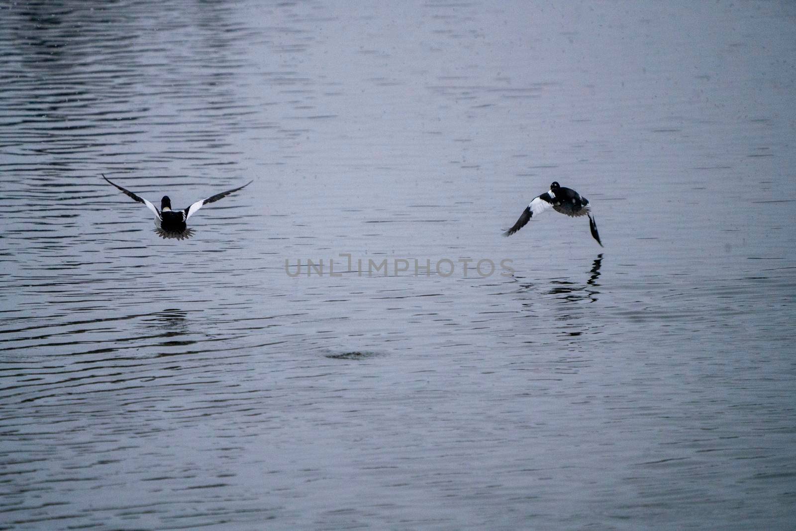 Goldeneye Ducks Saskatchewan Northern Boreal Fprest Pond