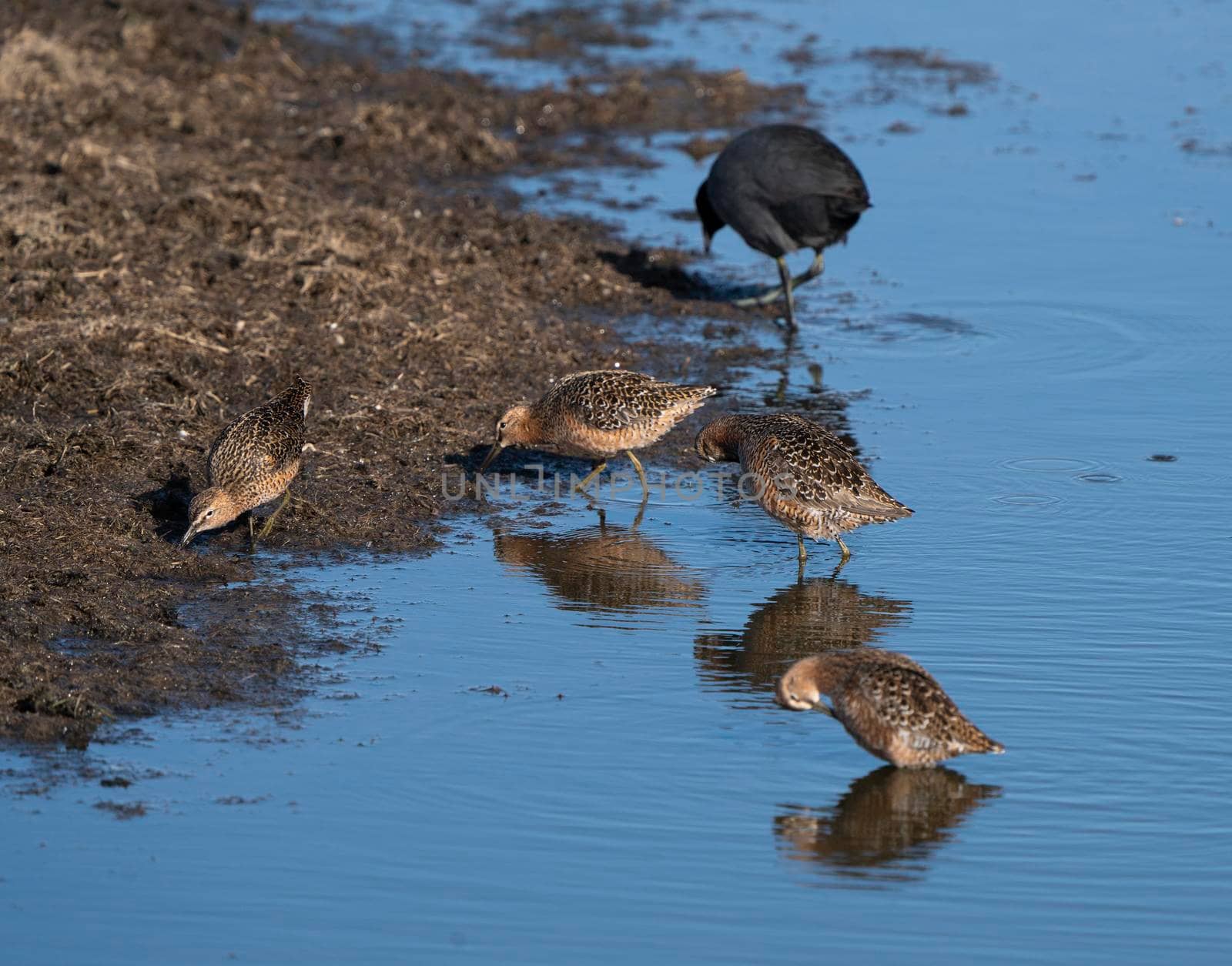 Godwit Saskatchewan Canada shorebird migration feeding pond