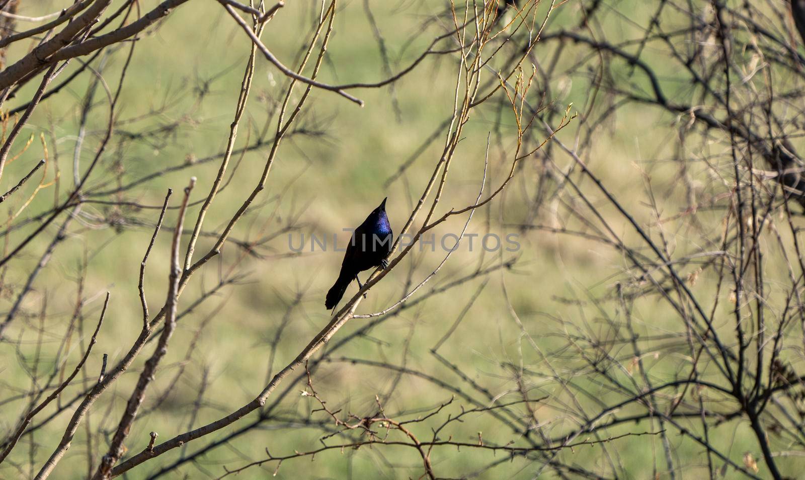 Balckbird Grackle in tree from a distance