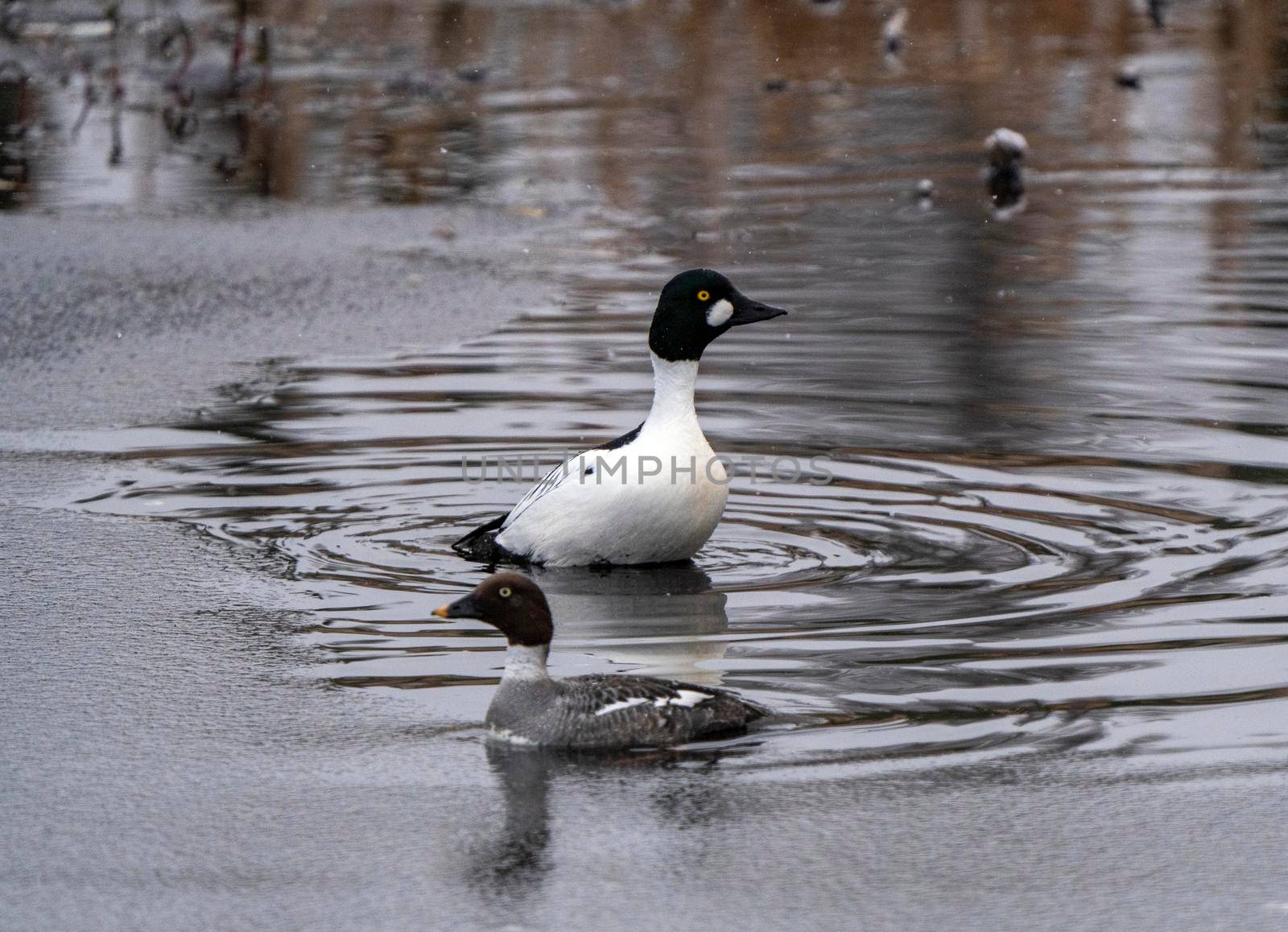 Goldeneye Ducks Saskatchewan Northern Boreal Fprest Pond