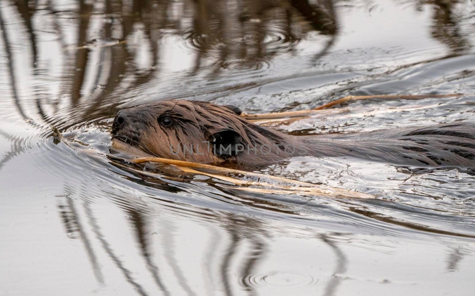 Beaver in Spring Canada Saskatchewan busy working