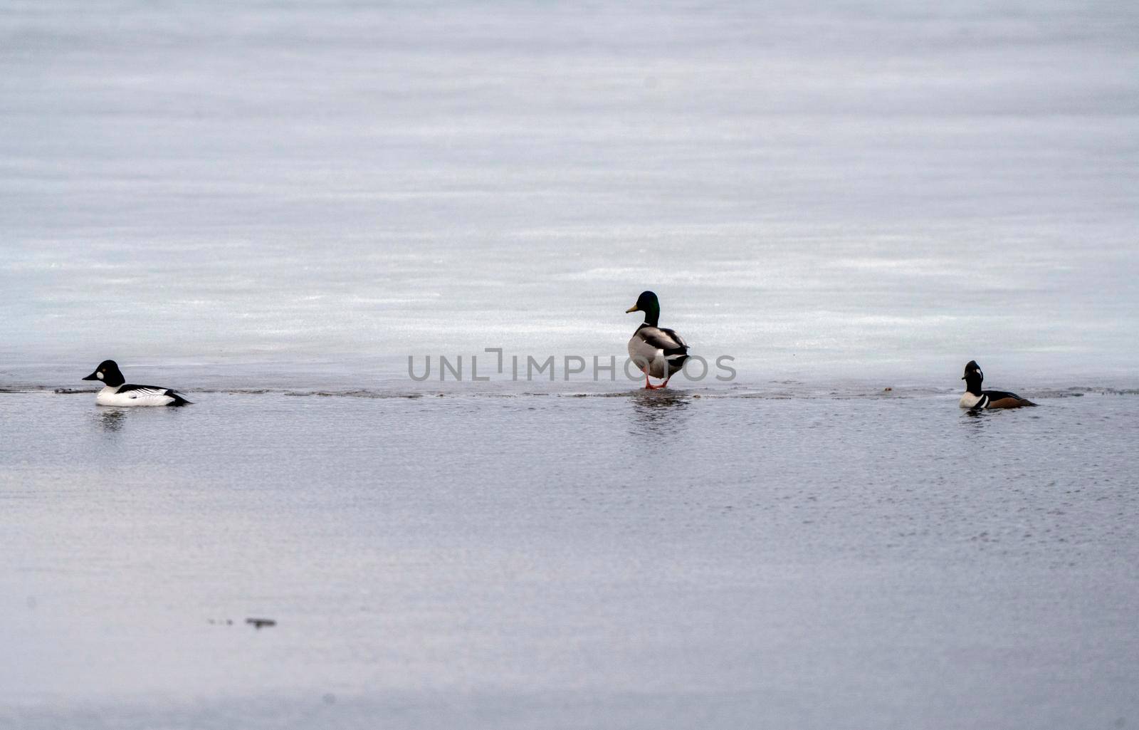 Hooded Merganser Ducks in Northern Saskatchewan Canada