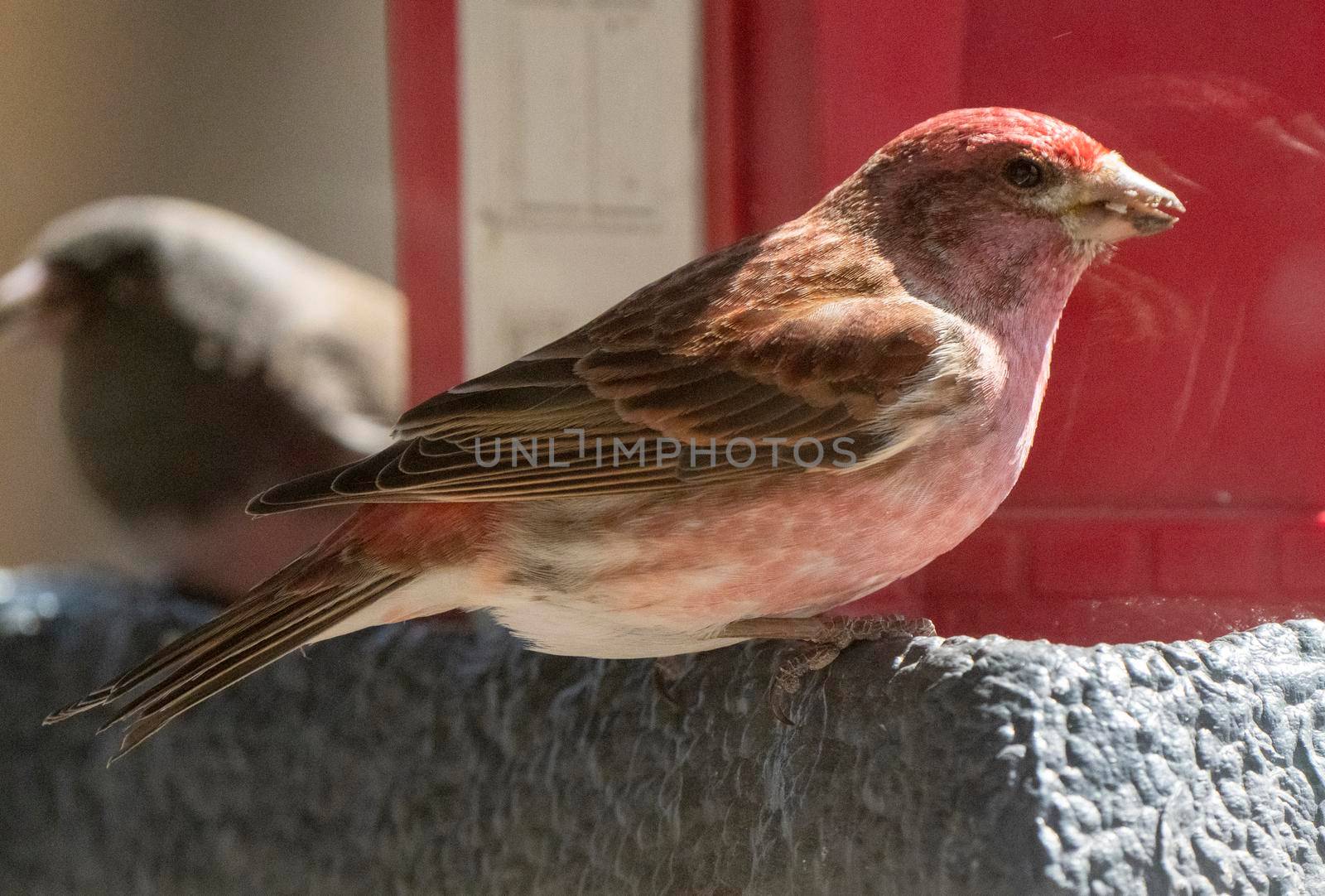 Pine Grosbeak Saskatchewan Close up at Feeder
