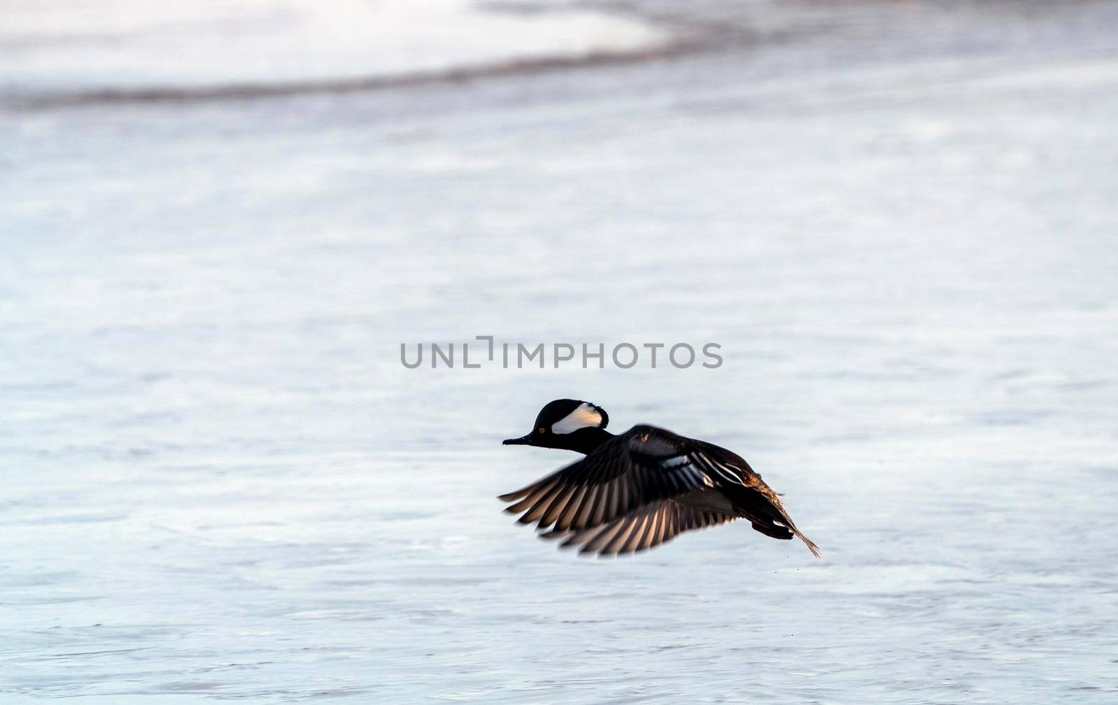 Hooded Merganser Ducks in Northern Saskatchewan Canada
