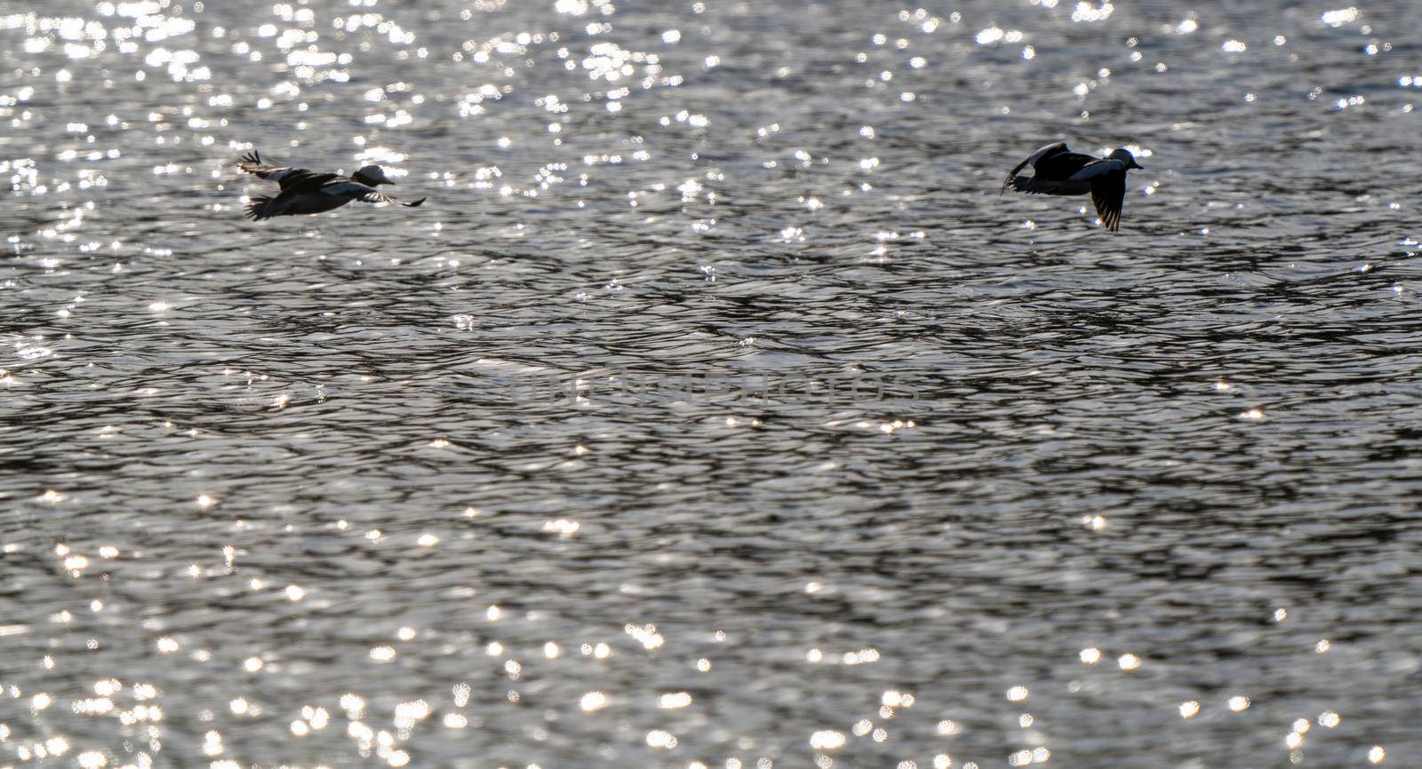 Hooded Merganser Ducks in Northern Saskatchewan Canada
