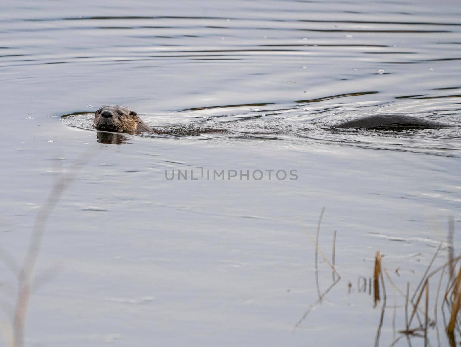 Close Up River Otter Northern Saskatchewan Canada