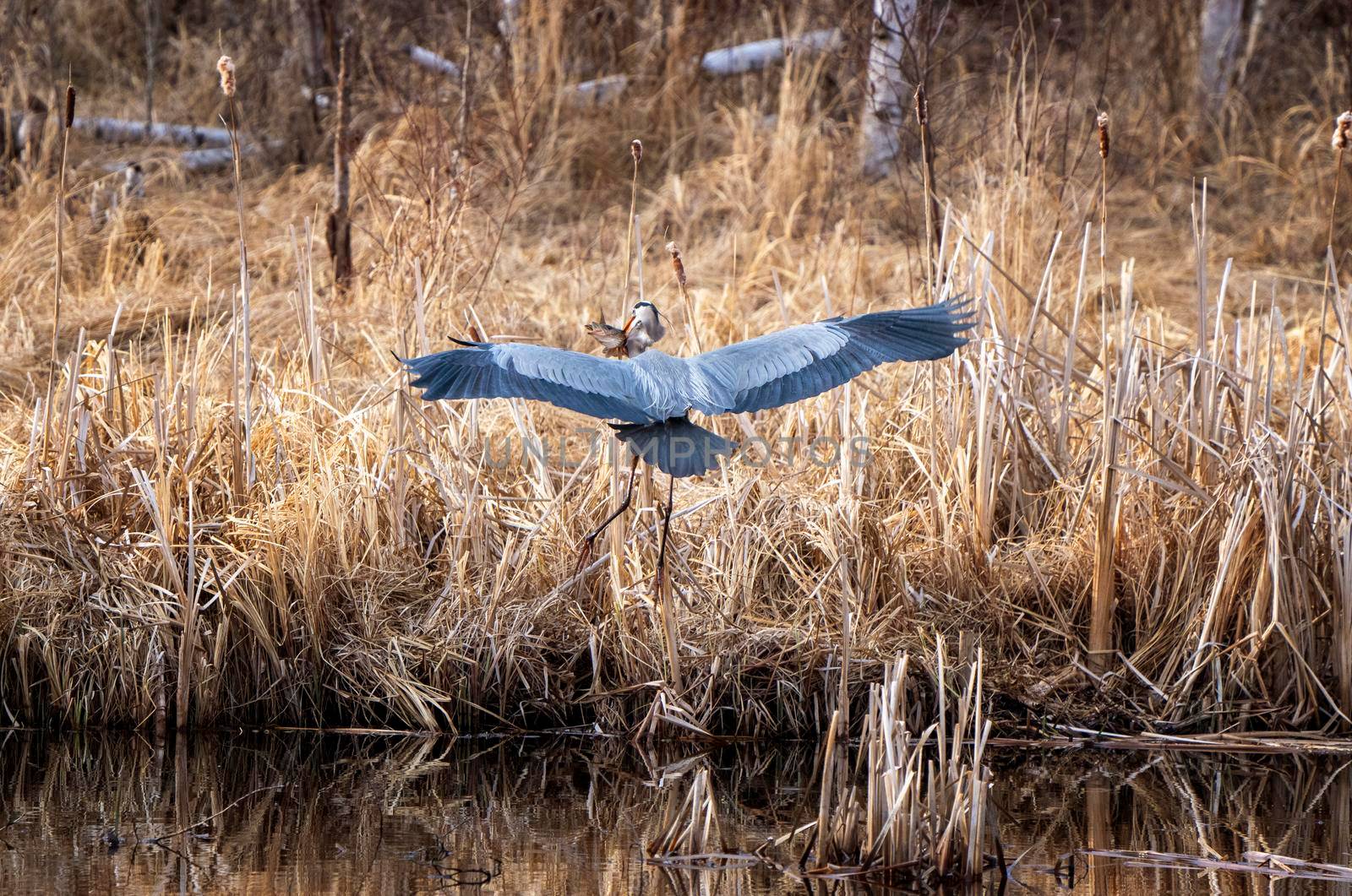 Great Blue Heron with Fish in mouth Pike