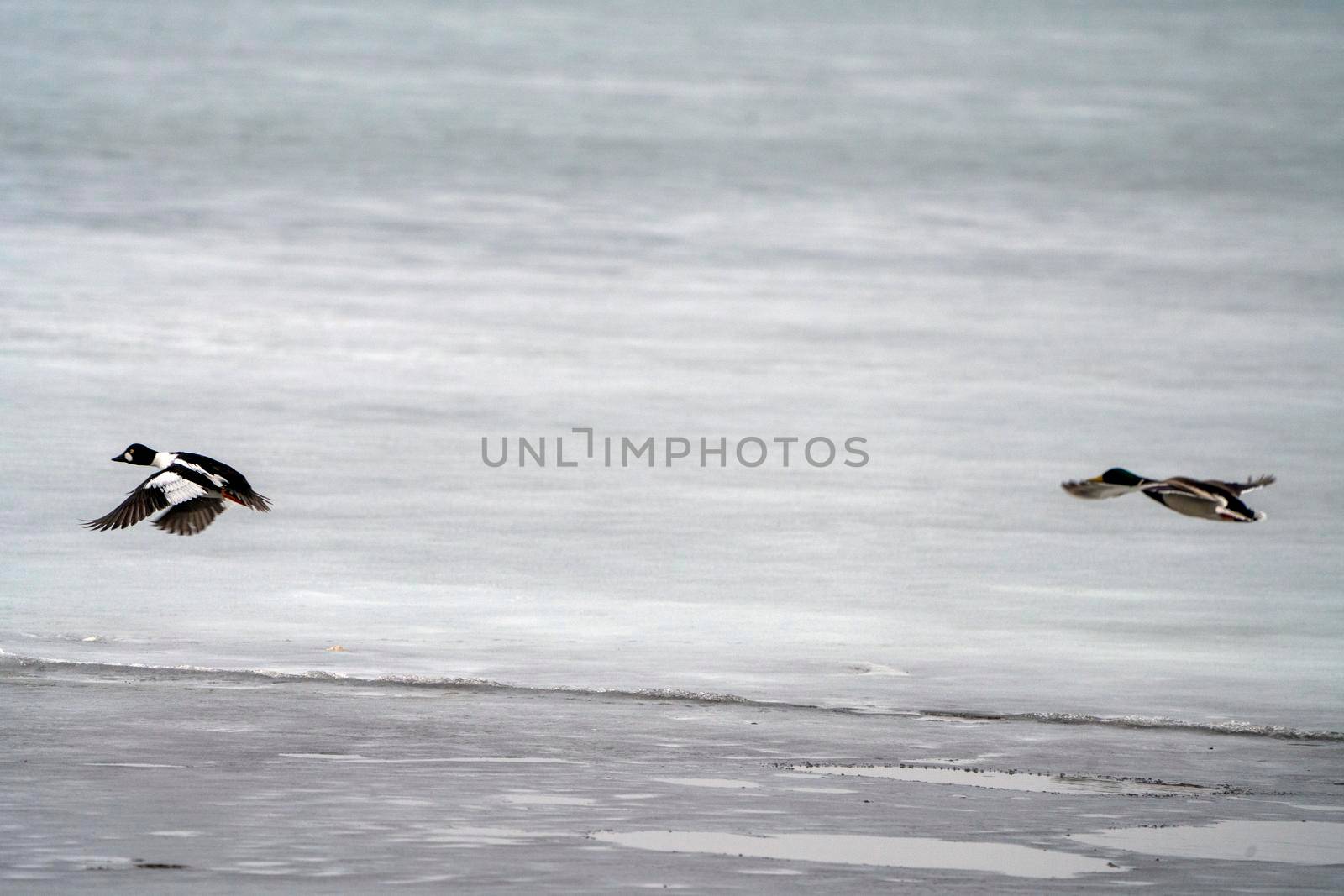 Hooded Merganser Ducks in Northern Saskatchewan Canada