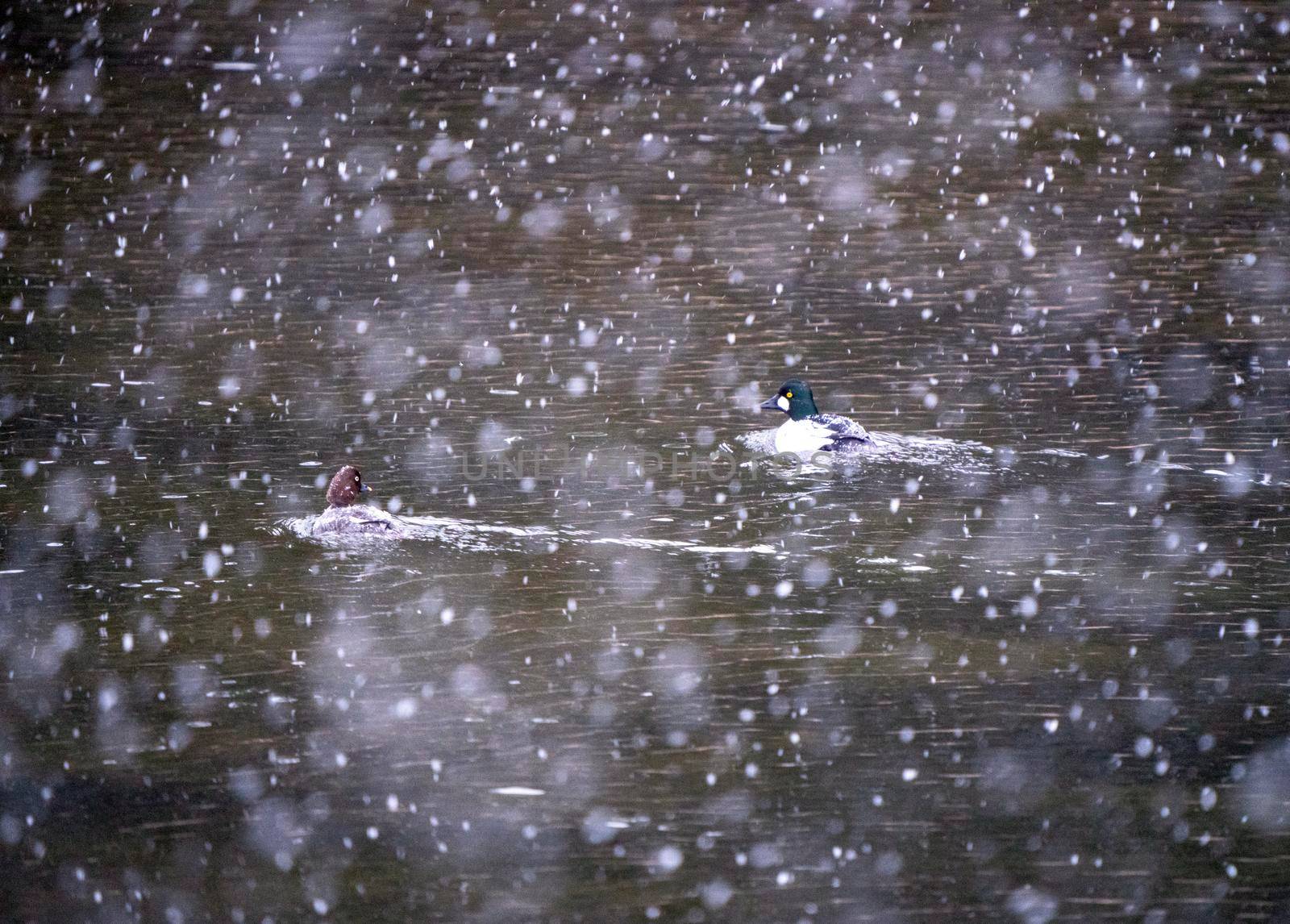 Goldeneye Ducks Saskatchewan Northern Boreal Fprest Pond