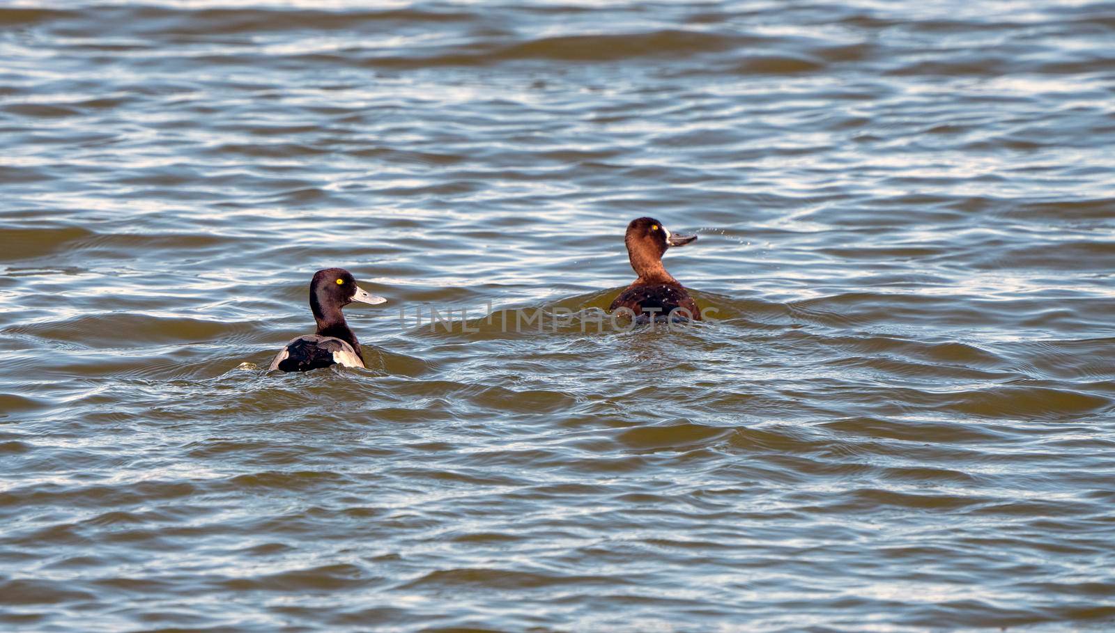 Goldeneye Ducks Saskatchewan Northern Boreal Fprest Pond