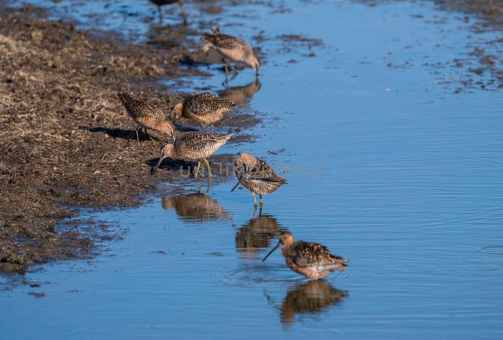 Godwit Saskatchewan Canada shorebird migration feeding pond