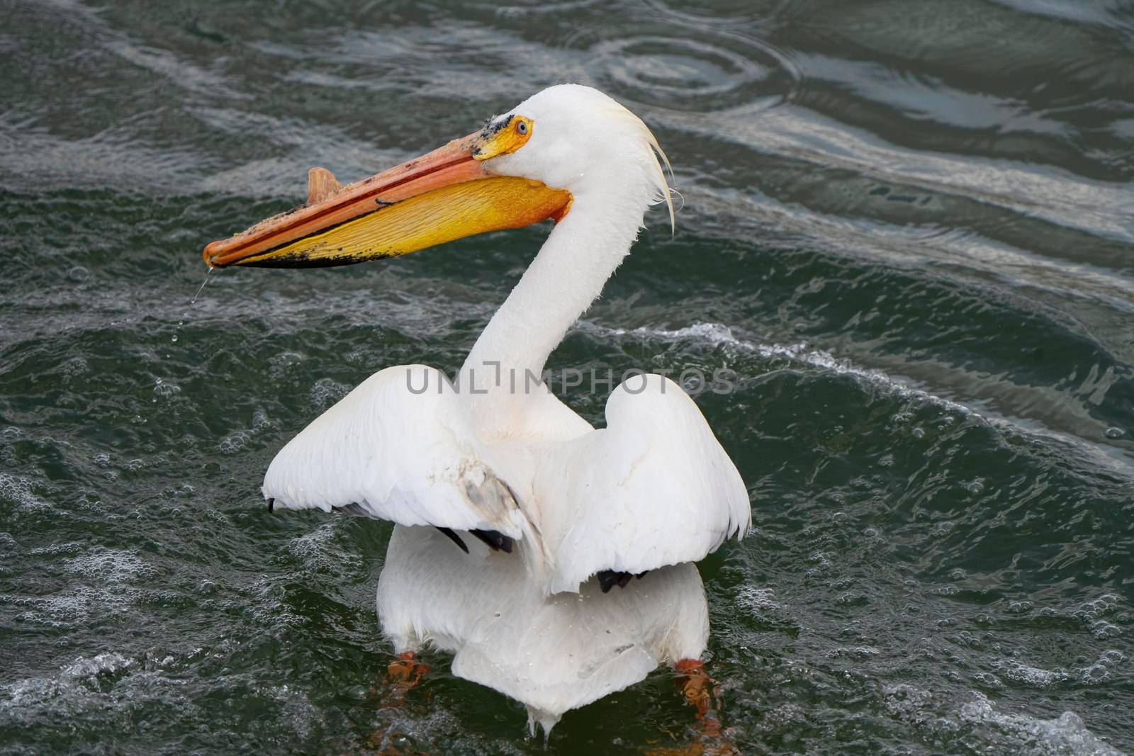 American Pelican Saskatchewan Swimming in Rural Prairie