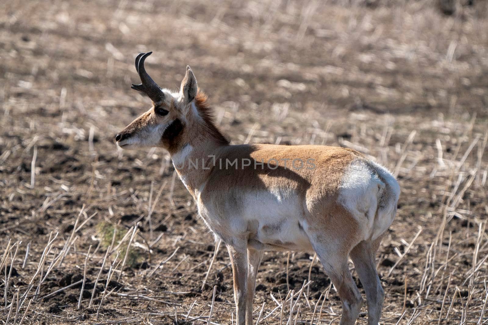 Pronghorn Antelope Saskatchewan in Springtime Farmers field
