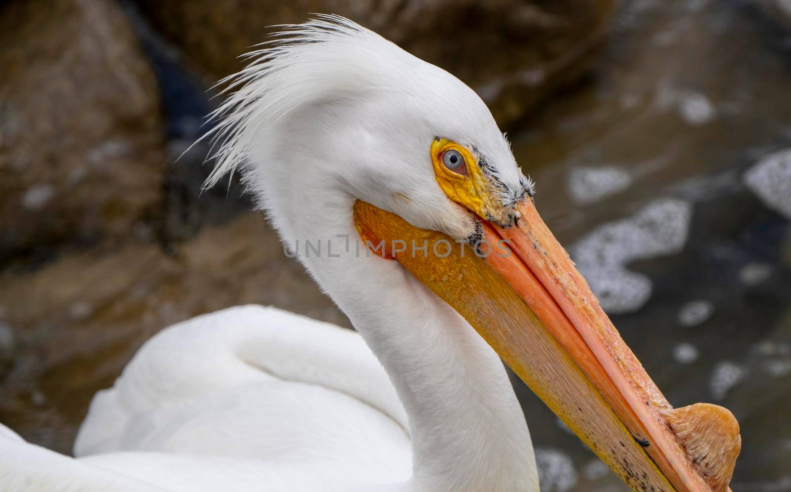American Pelican Saskatchewan Swimming in Rural Prairie