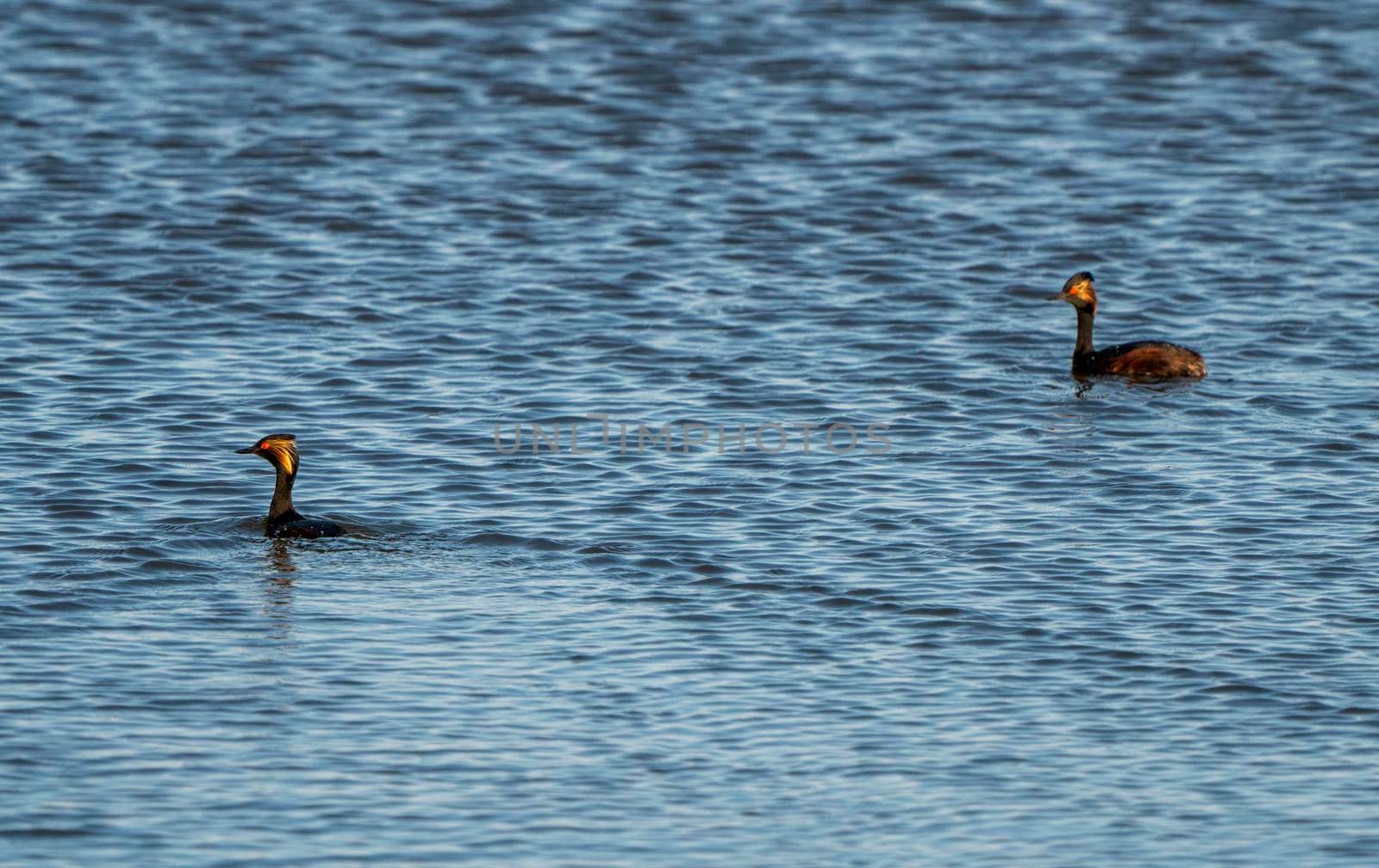 Eared Grebe Canada in a Sasktchewan Pond Springtime