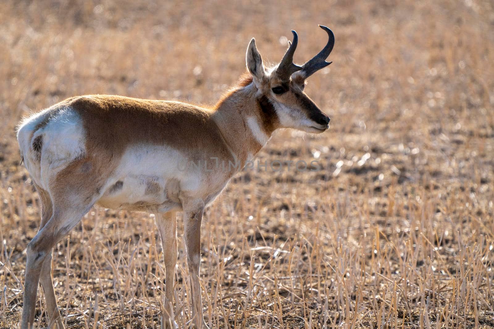Pronghorn Antelope Saskatchewan in Springtime Farmers field