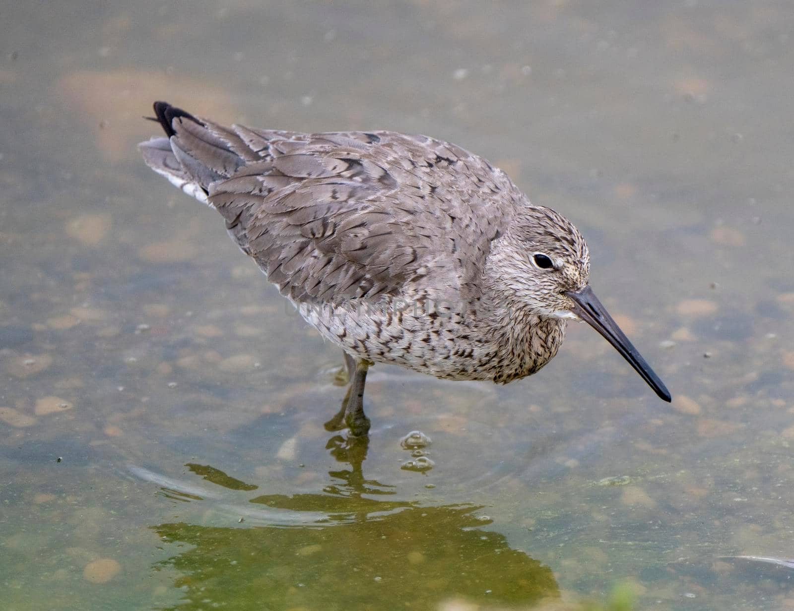 Godwit Saskatchewan Canada shorebird migration feeding pond