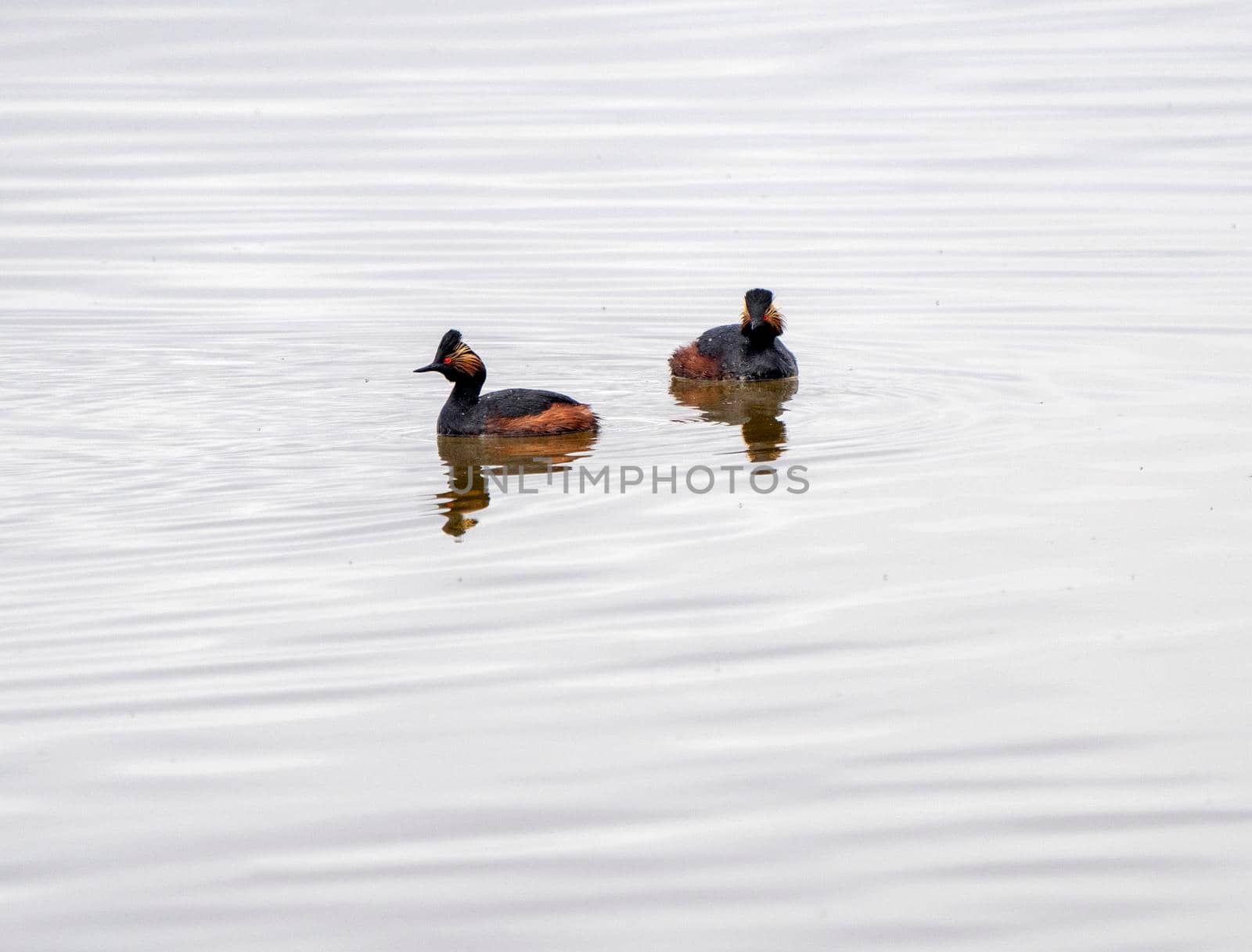 Eared Grebe Canada in a Sasktchewan Pond Springtime