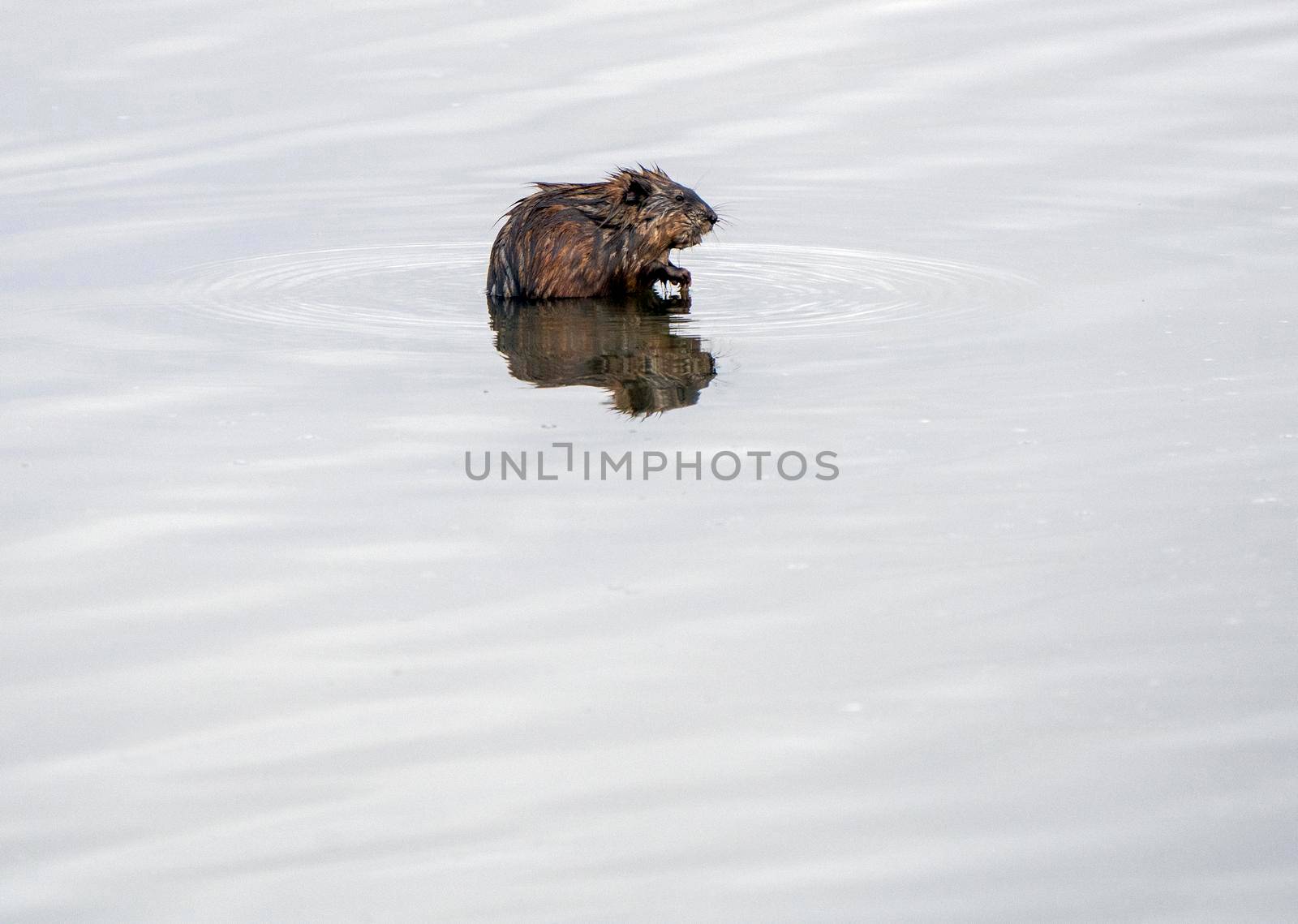 Muskrat in Pond in Saskatchewan Canada Springtime