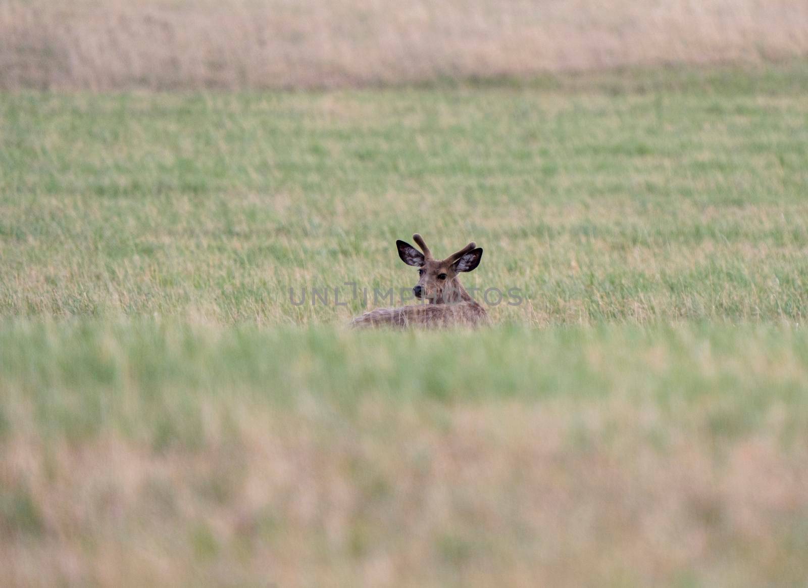 Deer in Field Saskatchewan Canada Summer Scene 
