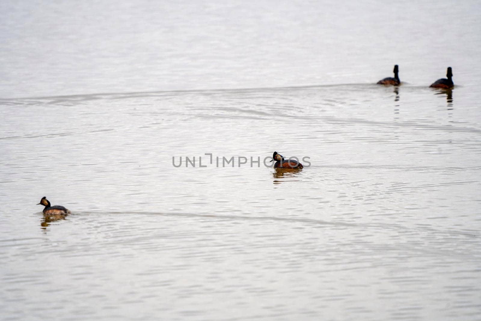 Eared Grebe Canada in a Sasktchewan Pond Springtime