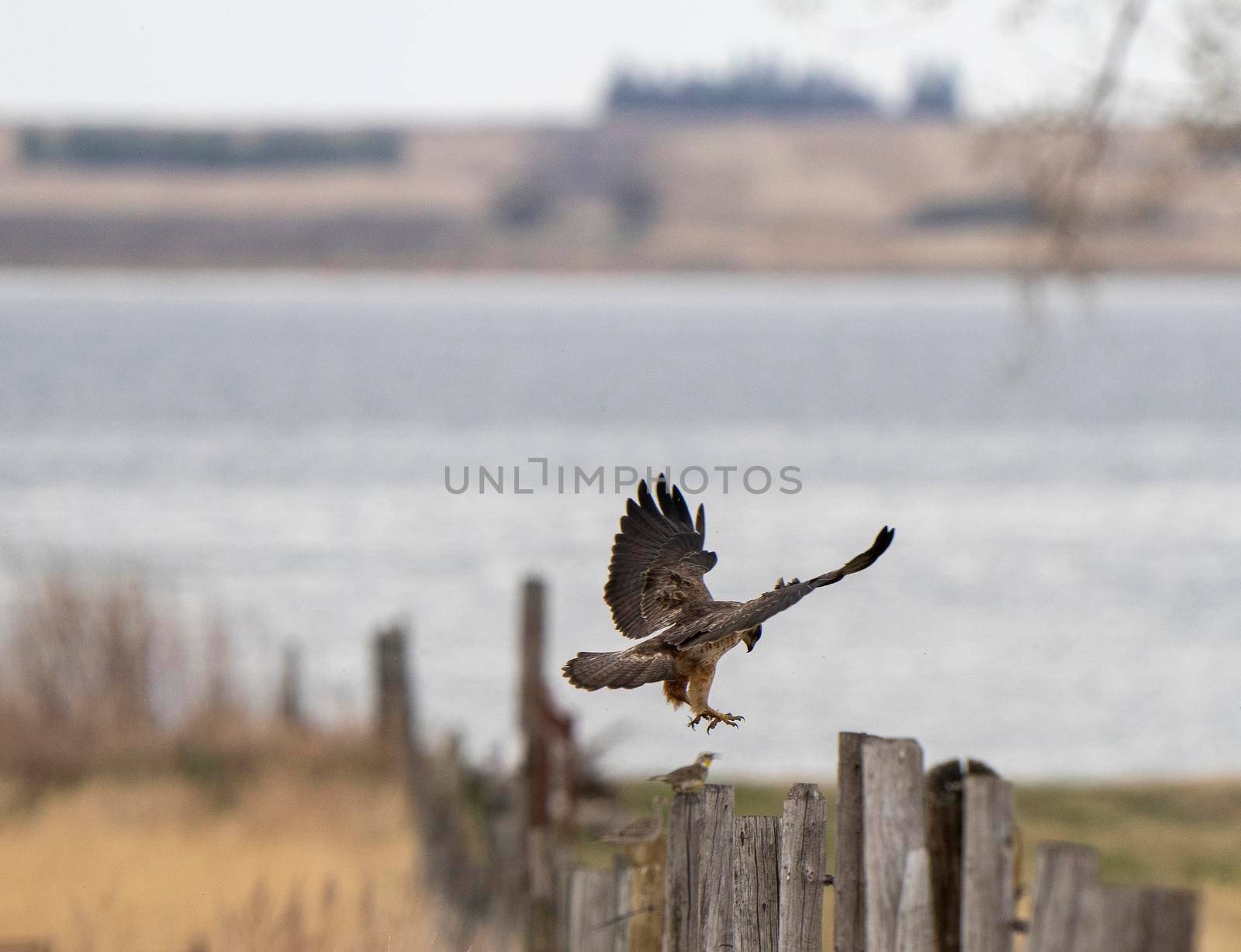 Hawk in Saskatchewan Canada in flight Canada