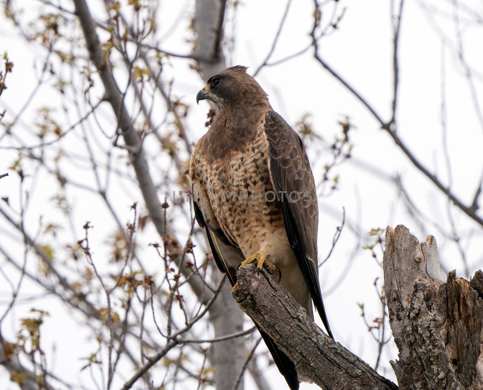 Hawk in Saskatchewan Canada in tree Canada