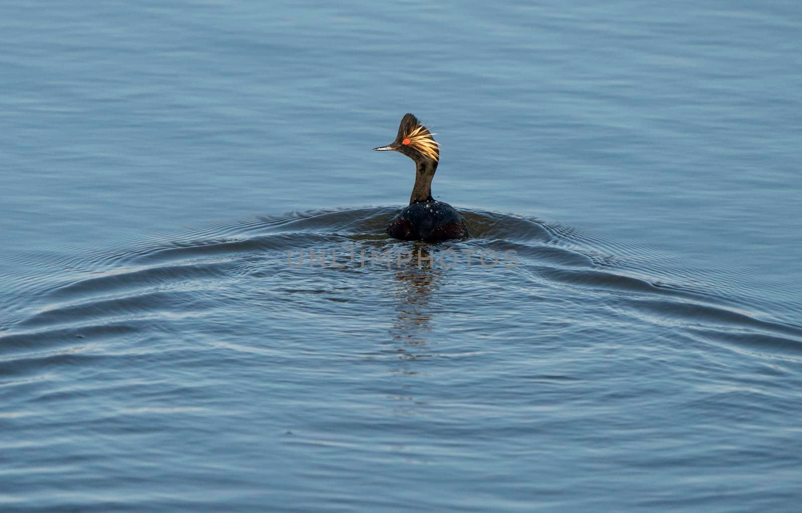 Eared Grebe Canada in a Sasktchewan Pond Springtime