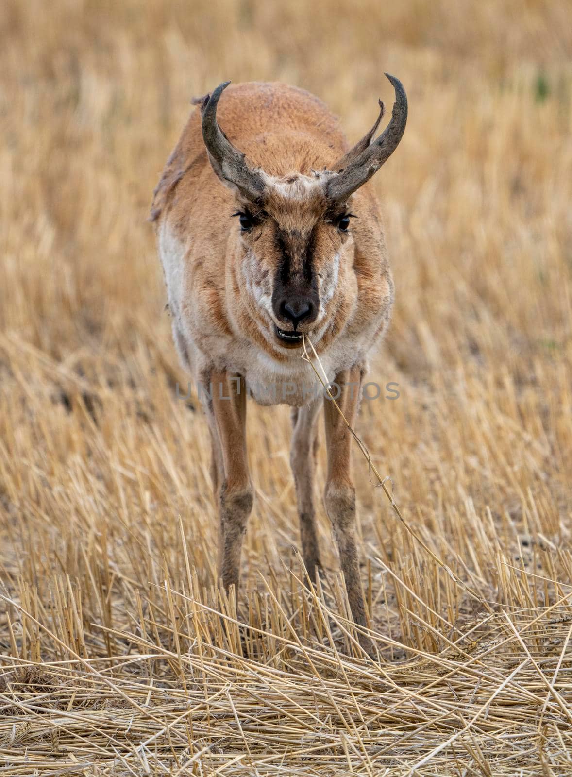 Pronghorn Antelope Saskatchewan by pictureguy