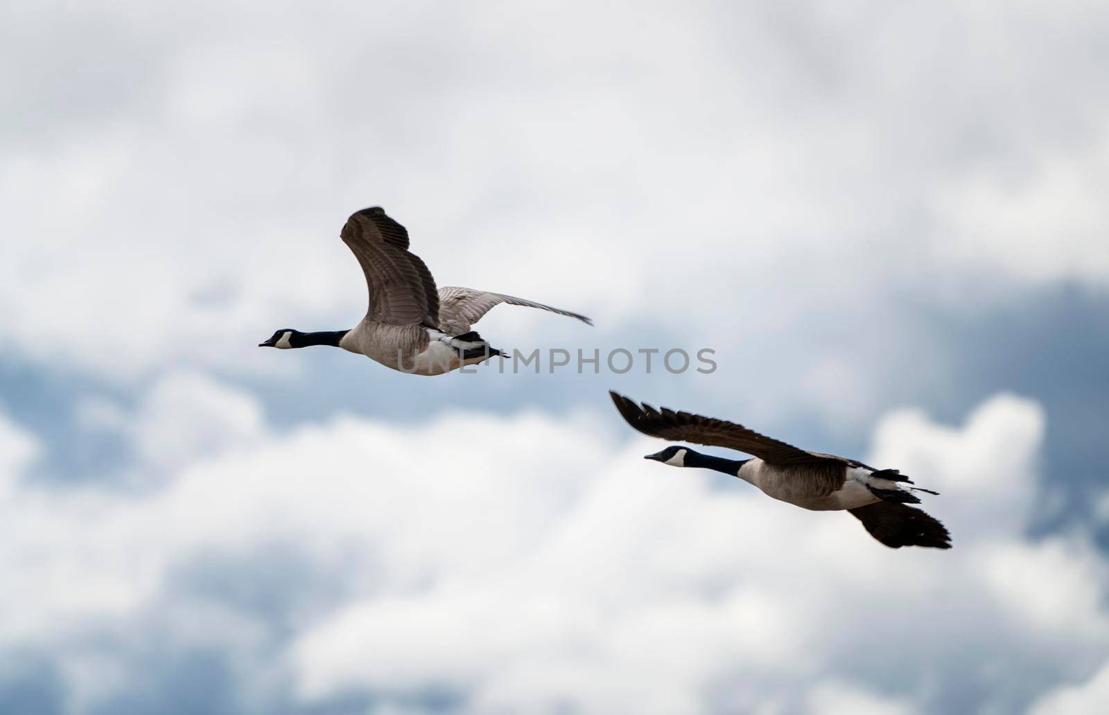 Canada Goose in Flight Migration Saskatchewan Canada