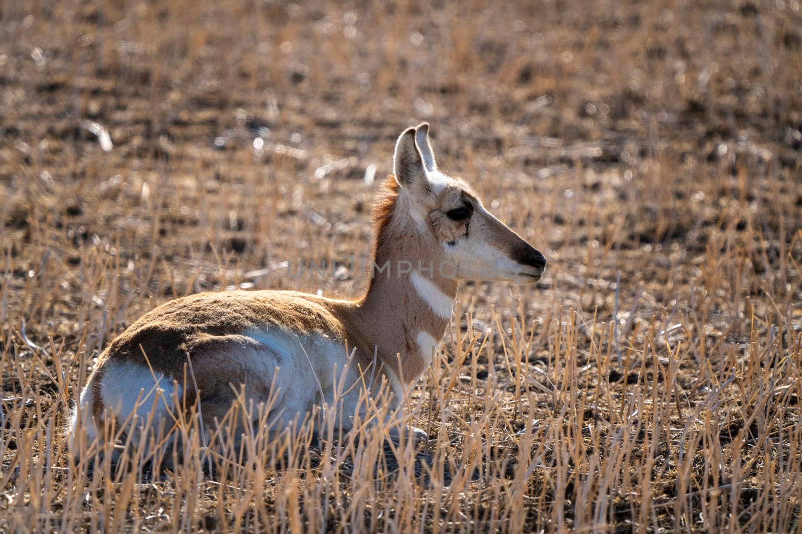 Pronghorn Antelope Saskatchewan in Springtime Farmers field