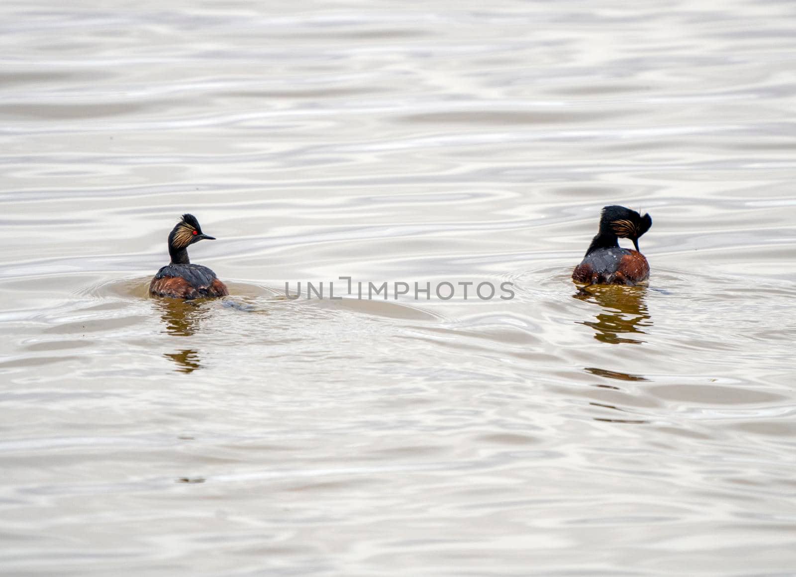 Eared Grebe Canada in a Sasktchewan Pond Springtime