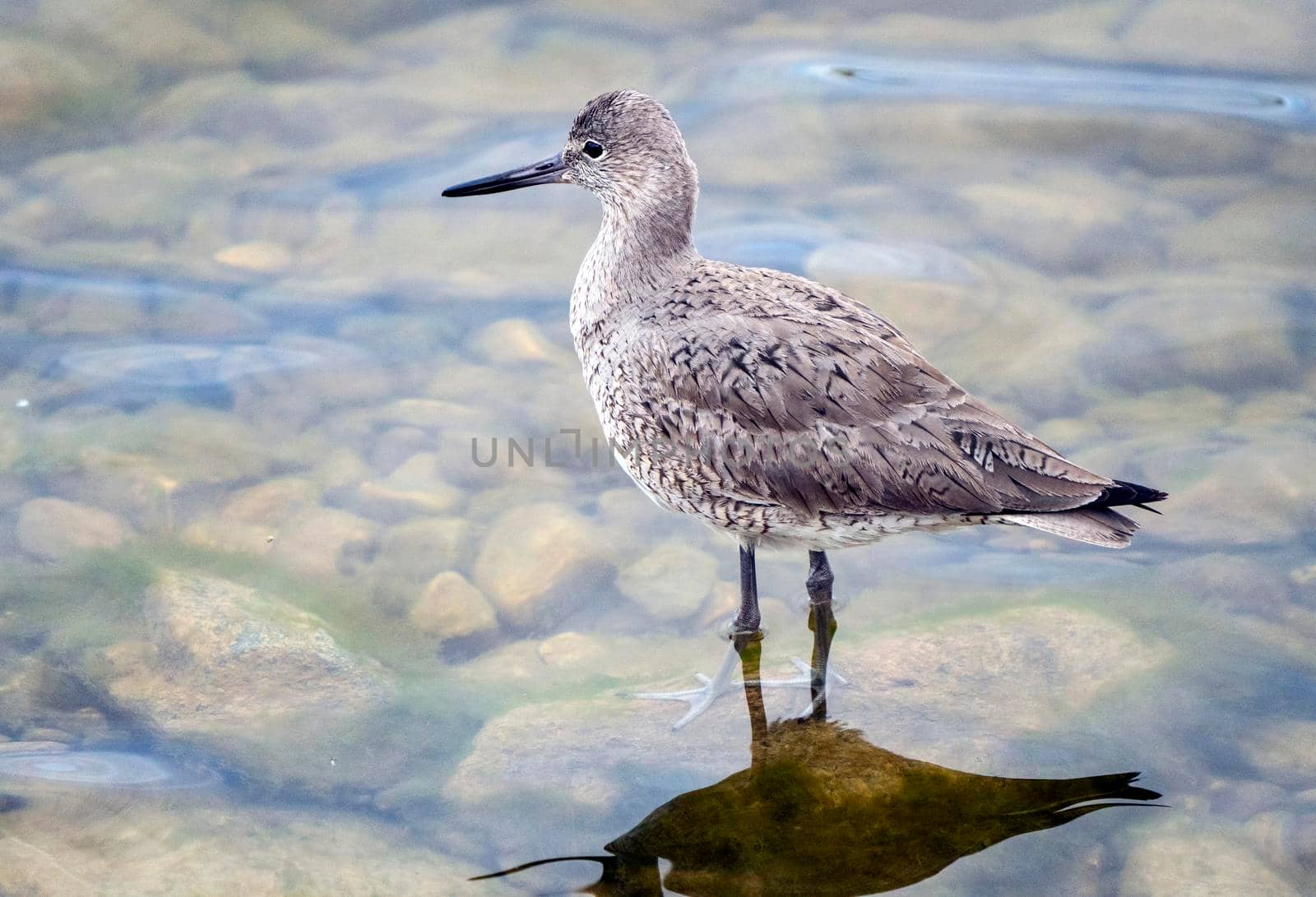 Godwit Saskatchewan Canada shorebird migration feeding pond